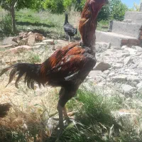 خروس ومرغ لاری