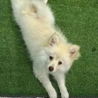 سگ پامرانین مکس