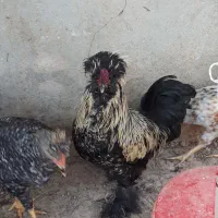 خروس سلطان مرغ گلین لری