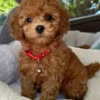 پودل،پامرین،تاینی