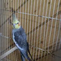 عروس سینامون نر