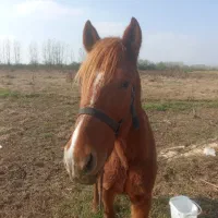 اسب|اسب و تجهیزات اسب‌سواری|رشت, فرودگاه سردار جنگل رشت|دیوار