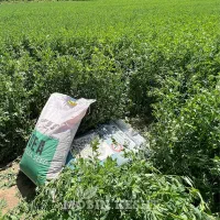 فروش بذر یونجه