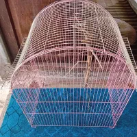 قفس پرنده