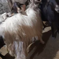 شیرکم دوساله بسیار چاق