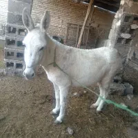 خر گوسفندی ارام...