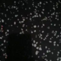 یک عدد کیف پول شامل مدارک گم شده