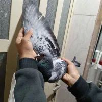 پلاکی نر نژاد عربستان