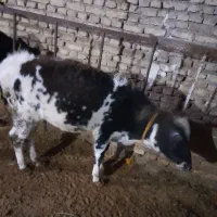 گوساله ماده