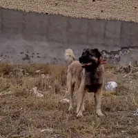 سگ سرابی