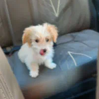 سگ شیتزو اصل