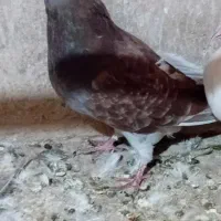 کبوتر