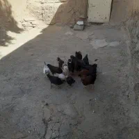 مرغ