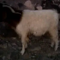 نری 4سال|حیوانات مزرعه|جازموریان, |دیوار