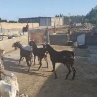 دو عدد کل کاهار کاموری مست