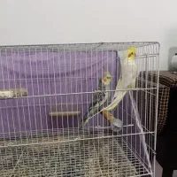 عروس هلندی نر