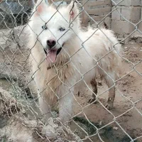 سگ هاسکی|سگ|شوشتر, |دیوار