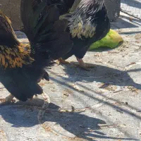 مرغ و خروس نژاد جاپنیز