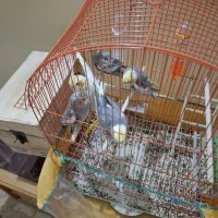 عروس همراه با قفس