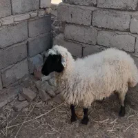 گوسفند ماده|حیوانات مزرعه|تیمور آباد, |دیوار
