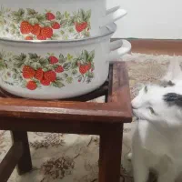 قابلمه لعاب سه عدد