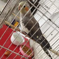 عروس هلندی|پرنده|امیدیه, |دیوار