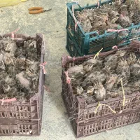 گوشت بلدرچین و بلدرچین نر چاق|حیوانات مزرعه|تربت جام, علوی|دیوار