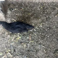 مرغ رسمی