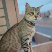 گمشده|حیوانات|تیران, |دیوار