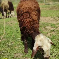 بره ماده سبک