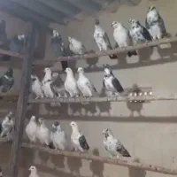 کبوتر|پرنده|کوهدشت, |دیوار