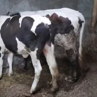 گوساله ماده