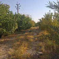 باغ ثمری 500متری