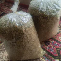 گل بابونه