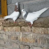 طوقی|پرنده|جیرفت, |دیوار