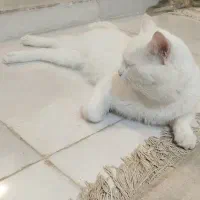 گربه بازیگوش سرحال و باهوش