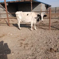 گاوتلیسه