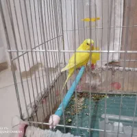 مرق عشق