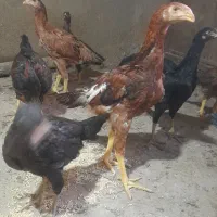 جوجه لاری و محلی بزرگ و کوچیک