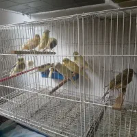 قناری|پرنده|رشت, کوی مهر|دیوار