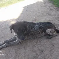 سگ شکاری خال مگسی