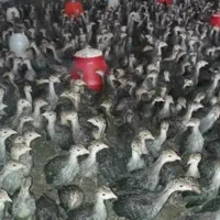 پیش فروش جوجه بوقلمون برنز انگلیس یک ماهه