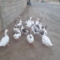 مزرعه و حیوانات