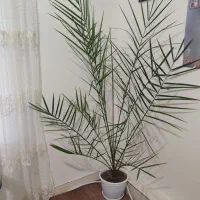 گل  طبیعی