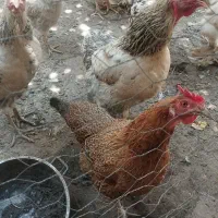 مرغ و خروس