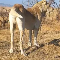 سرابی ۳ساله|سگ|آبگرم, |دیوار