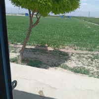 اجاره-زمین-کشاورزی-قطره-ای-تنکمان