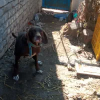 توله سگ شکاری اصل انگلیس مکان طارم