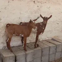 بز صلاله اصل
