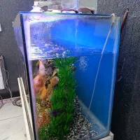 آکواریوم با ماهی و تمام تجهیزات|ماهی|خرمآباد, |دیوار